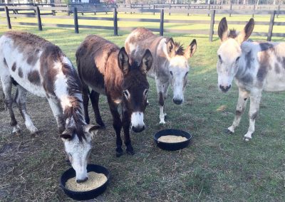 Rescue LIfe of West Palm Beach saved 6 Donkeys from Slaughter