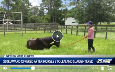 Palm Beach Gardens Rescue Wants Answers After 2 Horses Stolen, Slaughtered in Miami