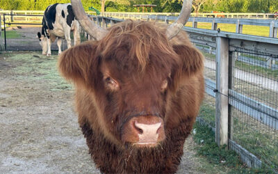 Rescue Life Sanctuary: a Haven for Animals and Community Connection